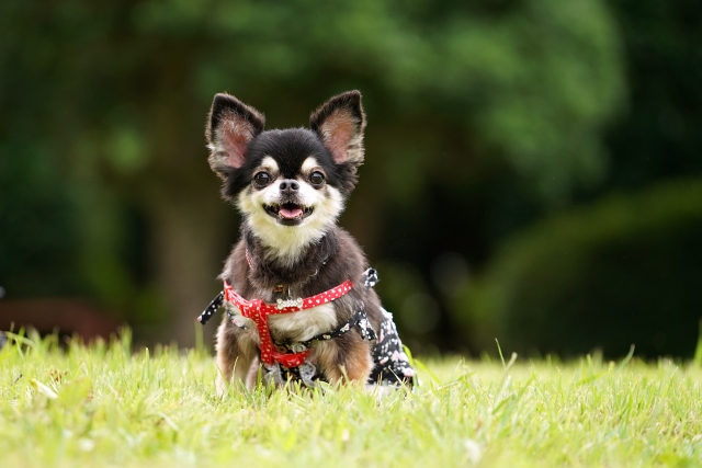 ペットも楽しめる
イベント