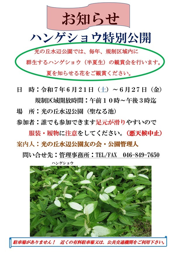 ハンゲショウ群落特別公開の画像